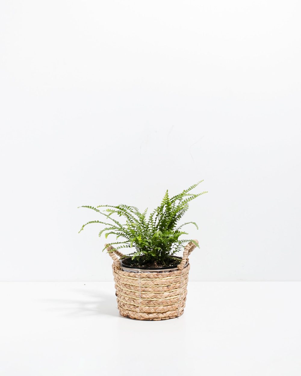 Lemon Button Fern - Image 16