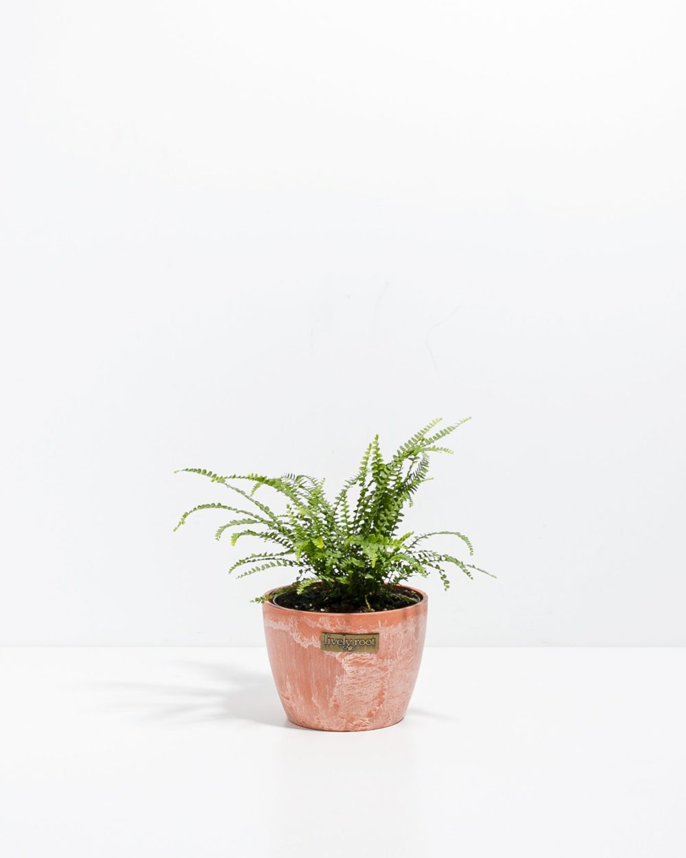 Lemon Button Fern - Image 13
