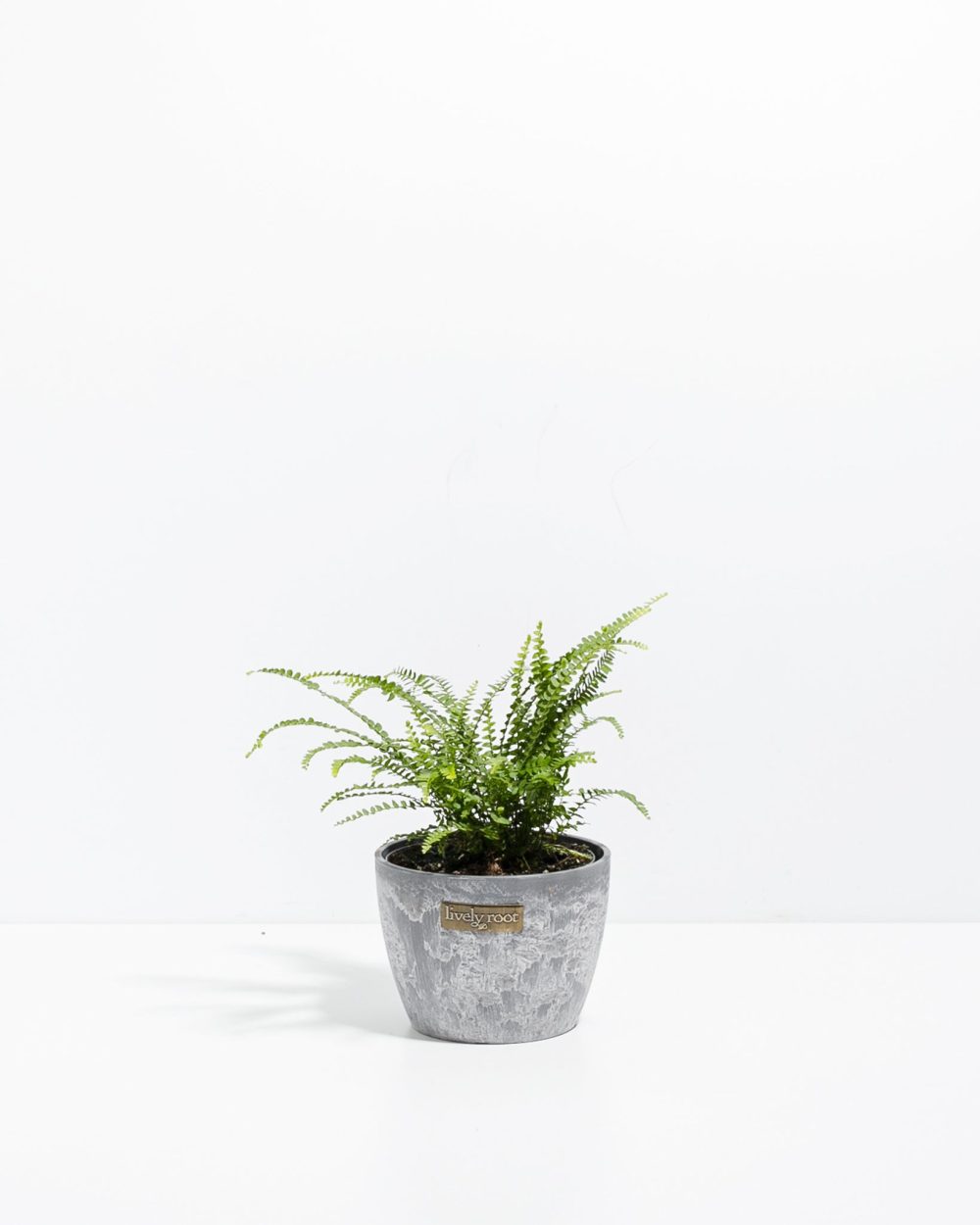 Lemon Button Fern - Image 12