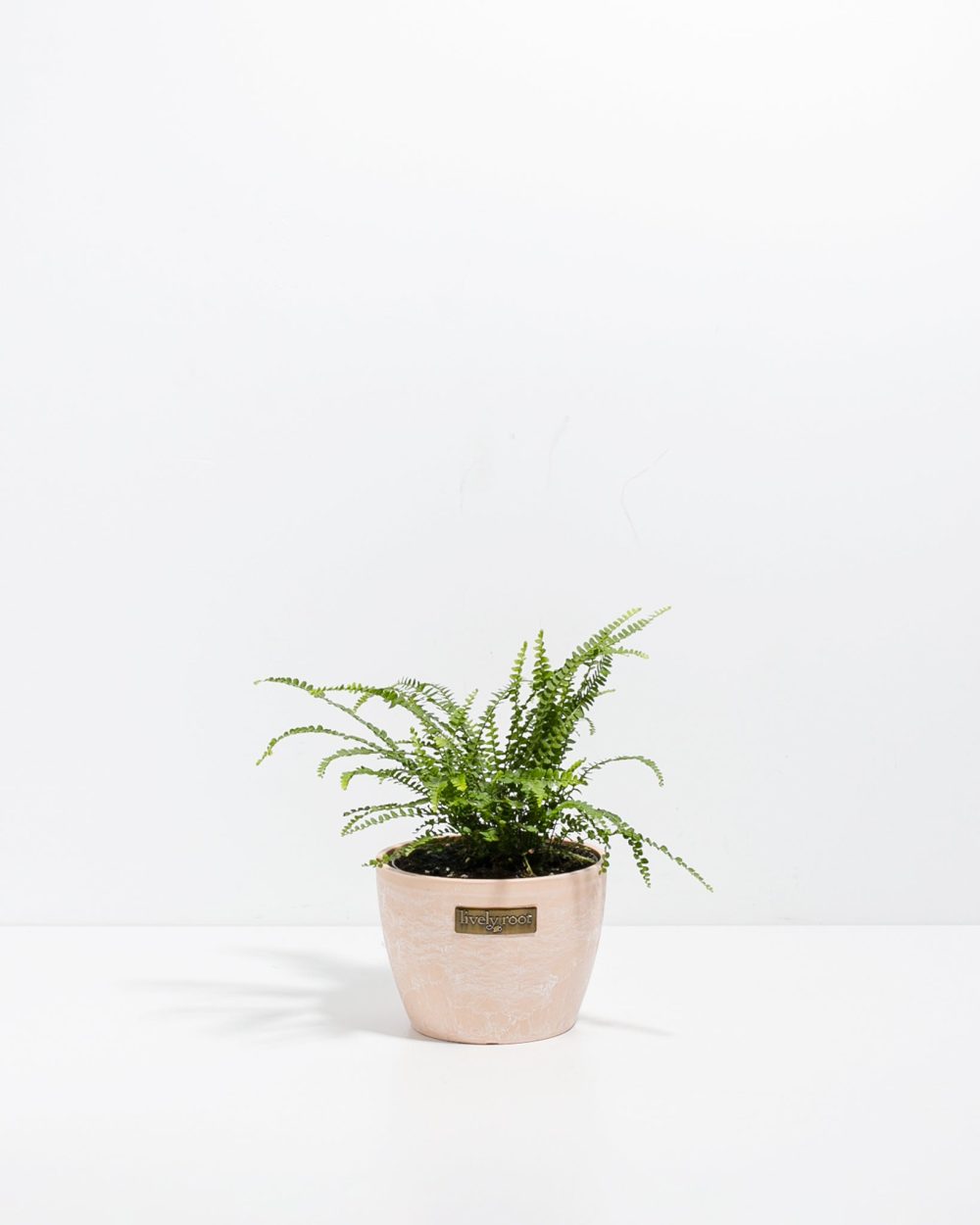 Lemon Button Fern - Image 14