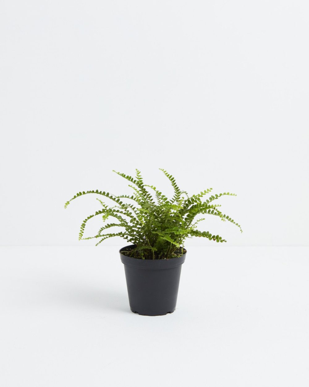 Lemon Button Fern - Image 4