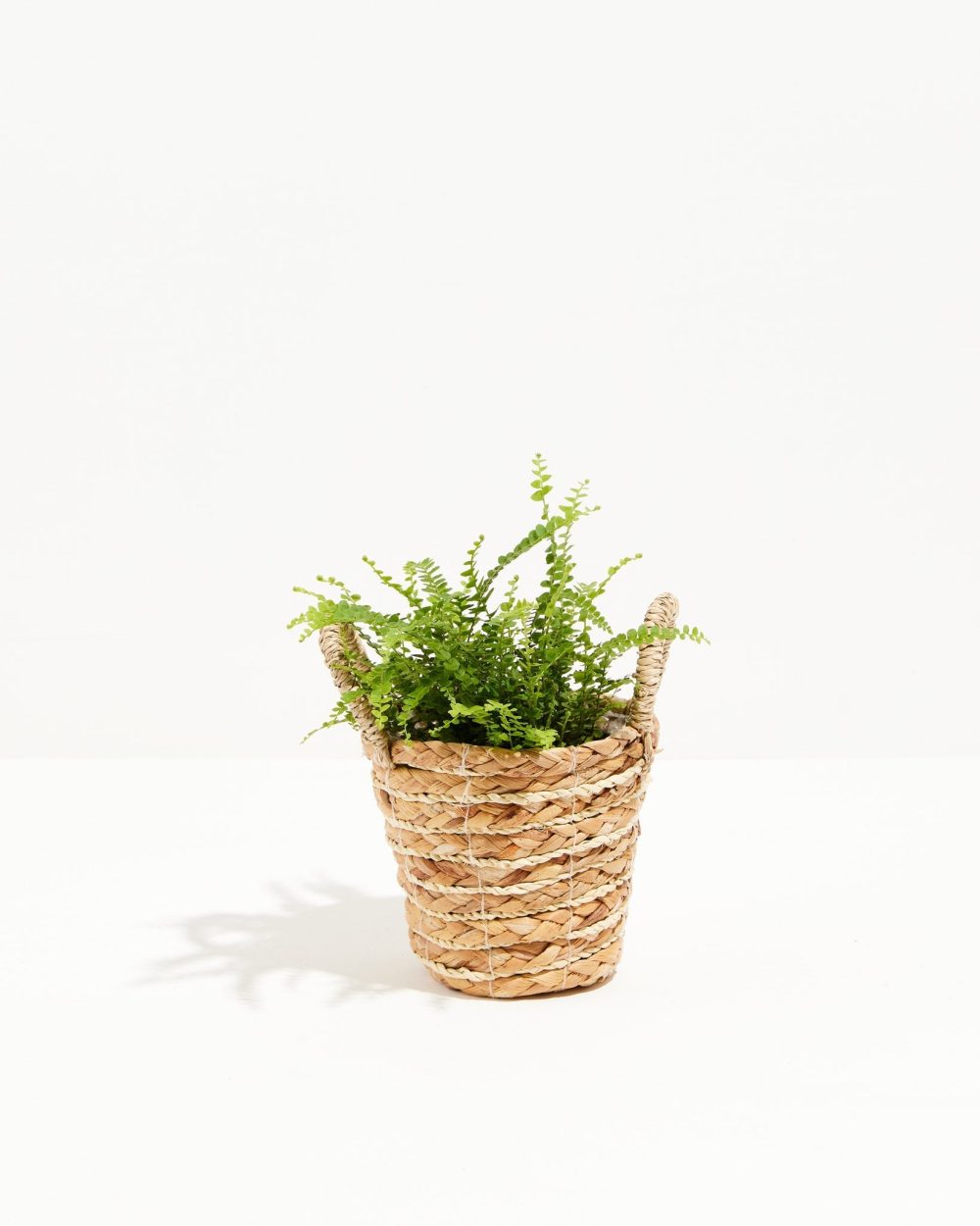 Lemon Button Fern - Image 15