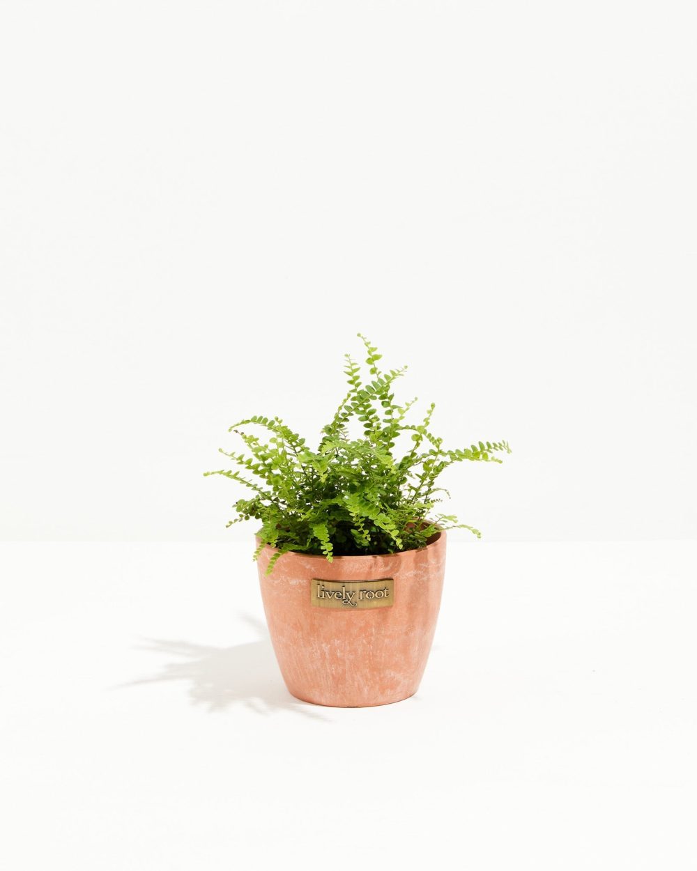 Lemon Button Fern - Image 9