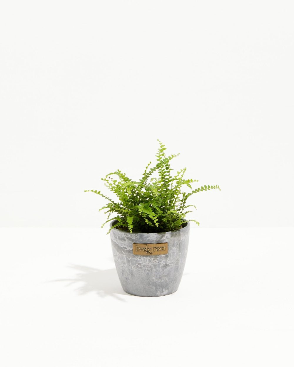 Lemon Button Fern - Image 8