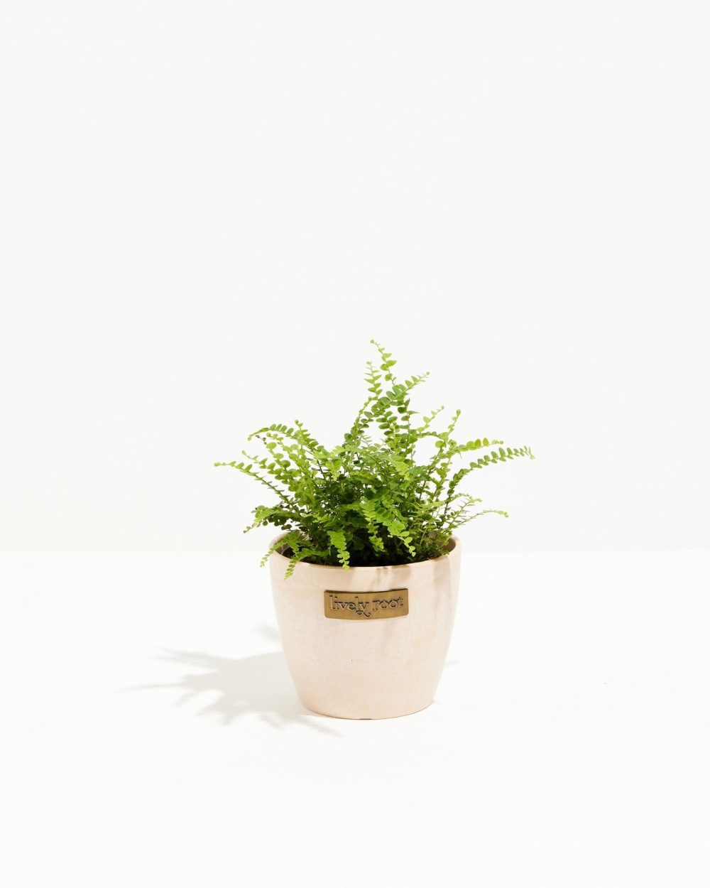 Lemon Button Fern - Image 10