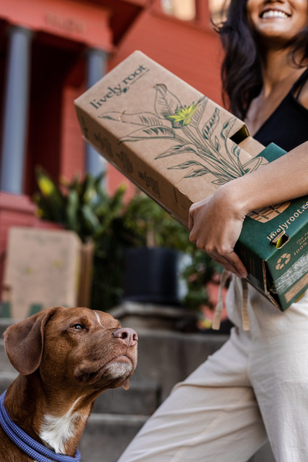 Pet Friendly Plant Subscription - Image 3