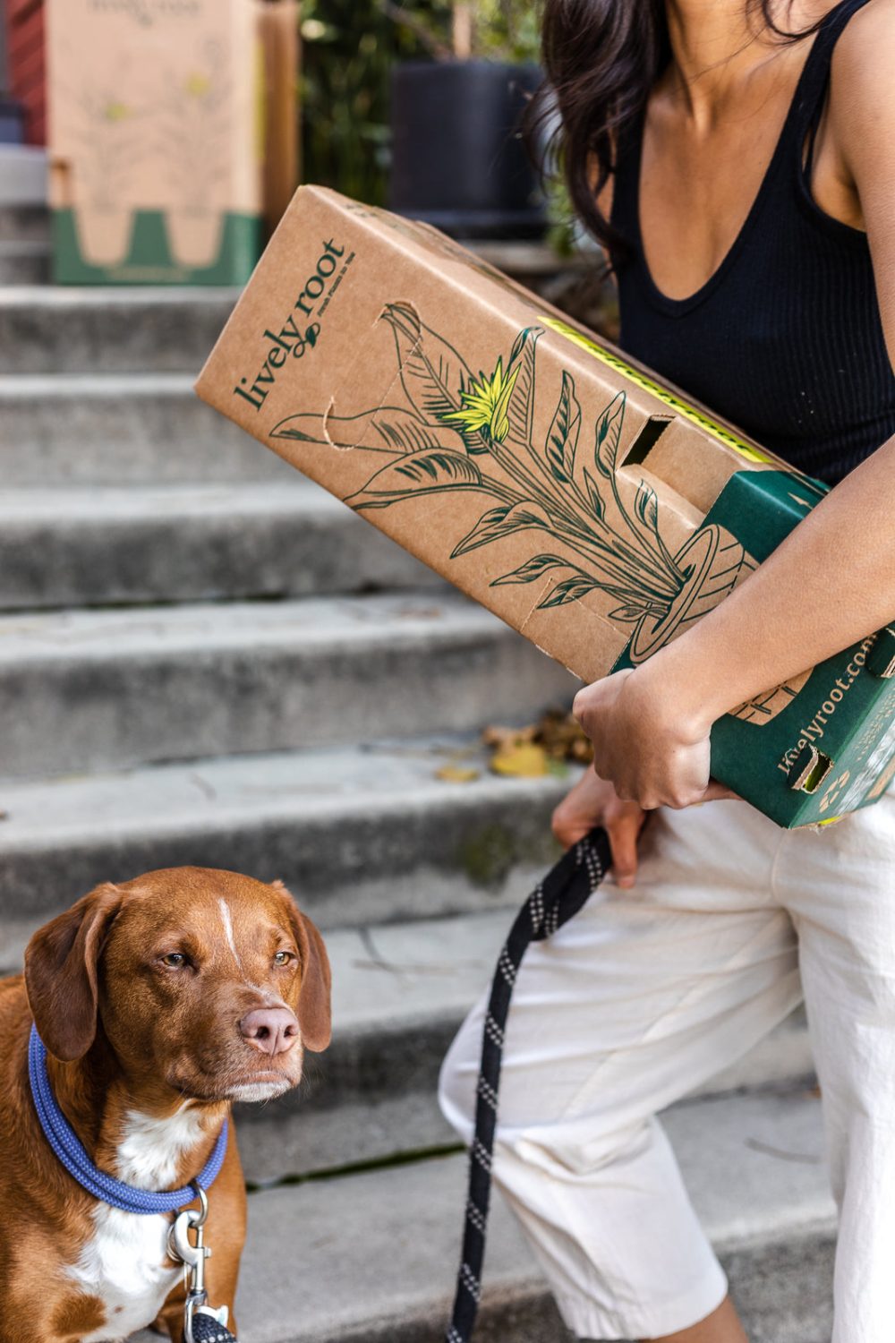 Pet Friendly Plant Subscription - Image 9