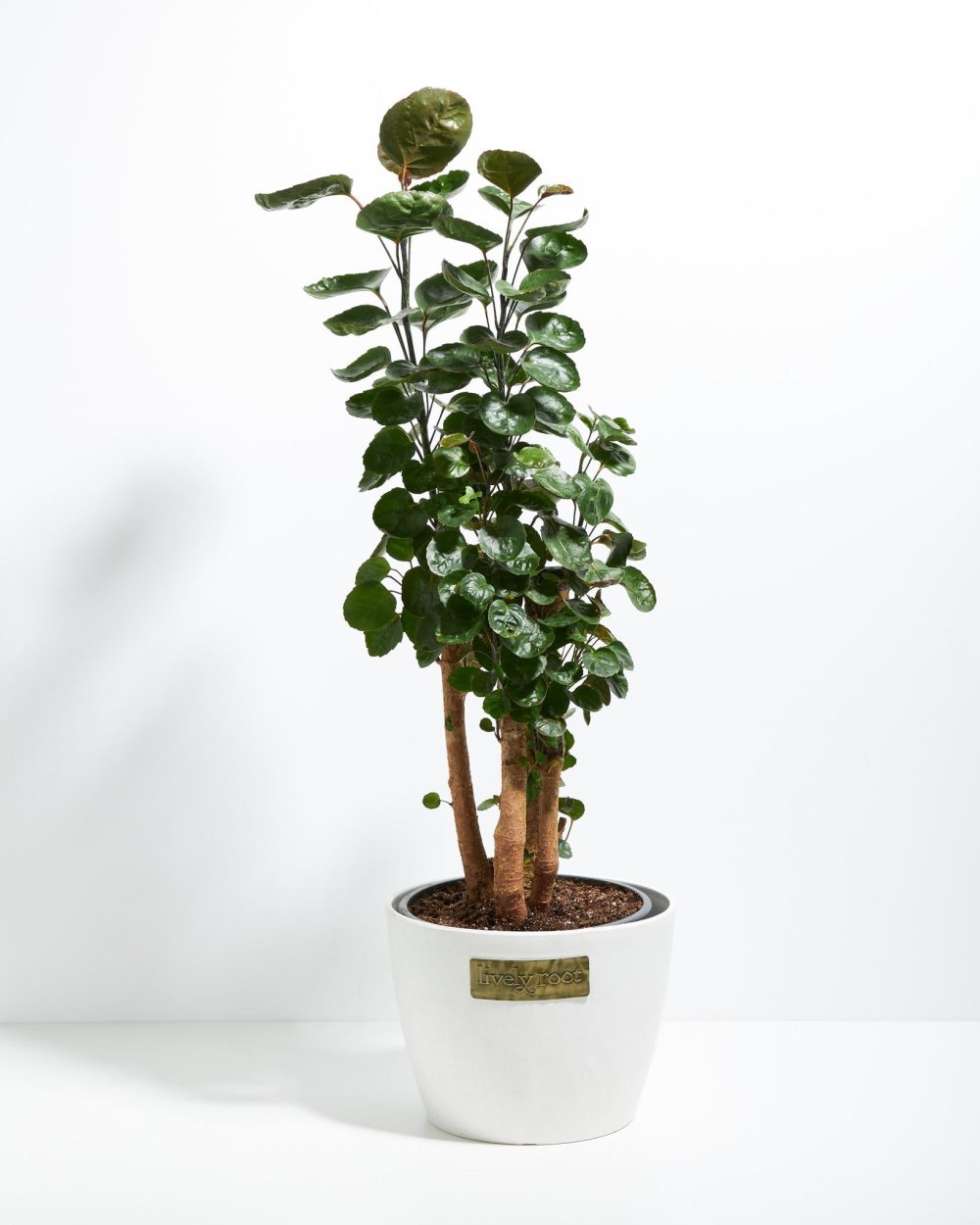 Aralia Fabian Stump - Image 9