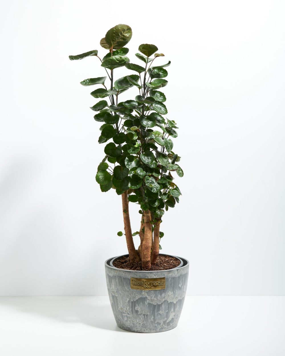 Aralia Fabian Stump - Image 6