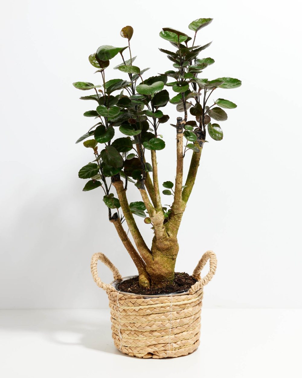 Aralia Fabian Stump - Image 10
