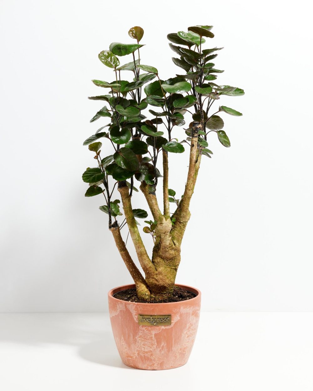 Aralia Fabian Stump - Image 7