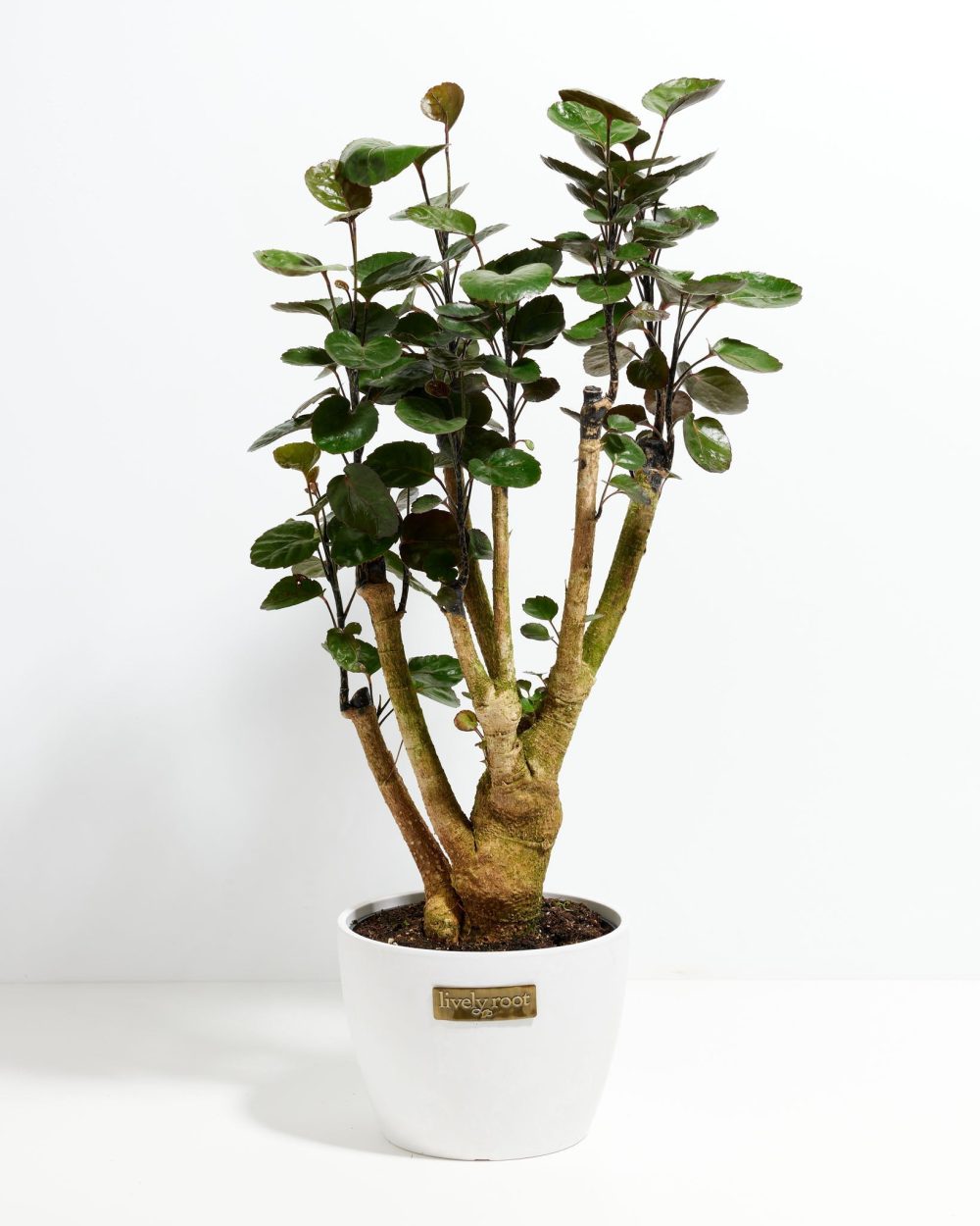Aralia Fabian Stump - Image 11