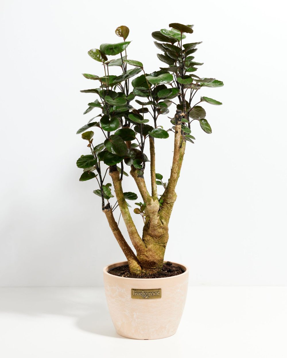 Aralia Fabian Stump - Image 8