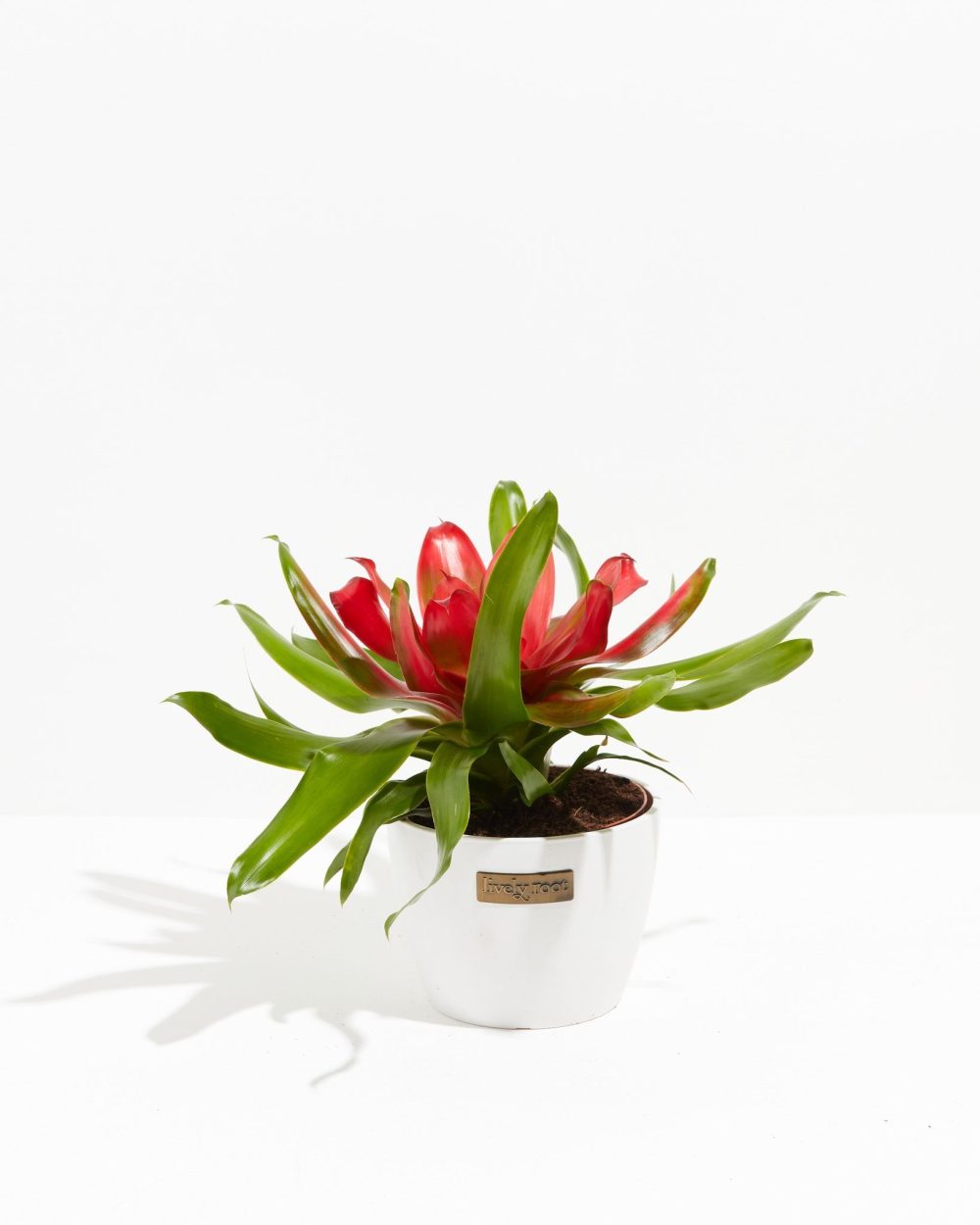 Bromeliad Neoregelia - Image 8