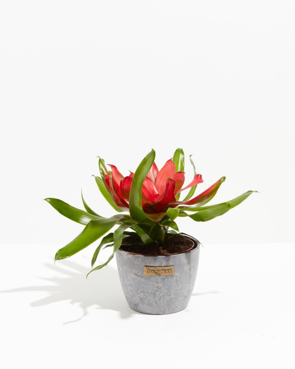 Bromeliad Neoregelia - Image 9