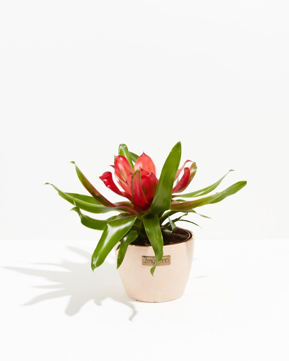 Bromeliad Neoregelia - Image 11