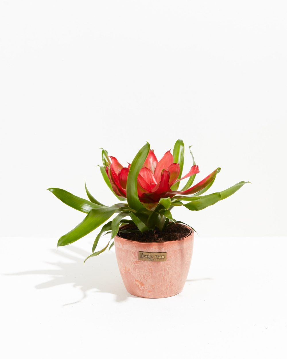 Bromeliad Neoregelia - Image 10