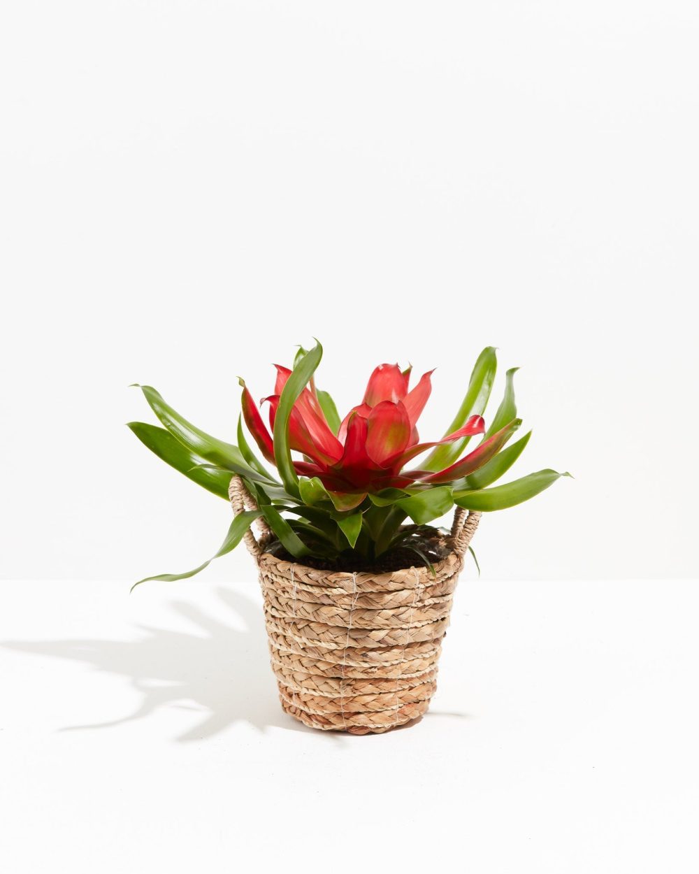 Bromeliad Neoregelia - Image 13