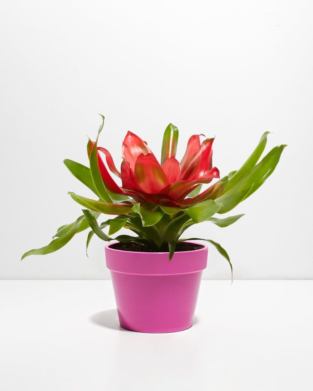 Bromeliad Neoregelia - Image 12