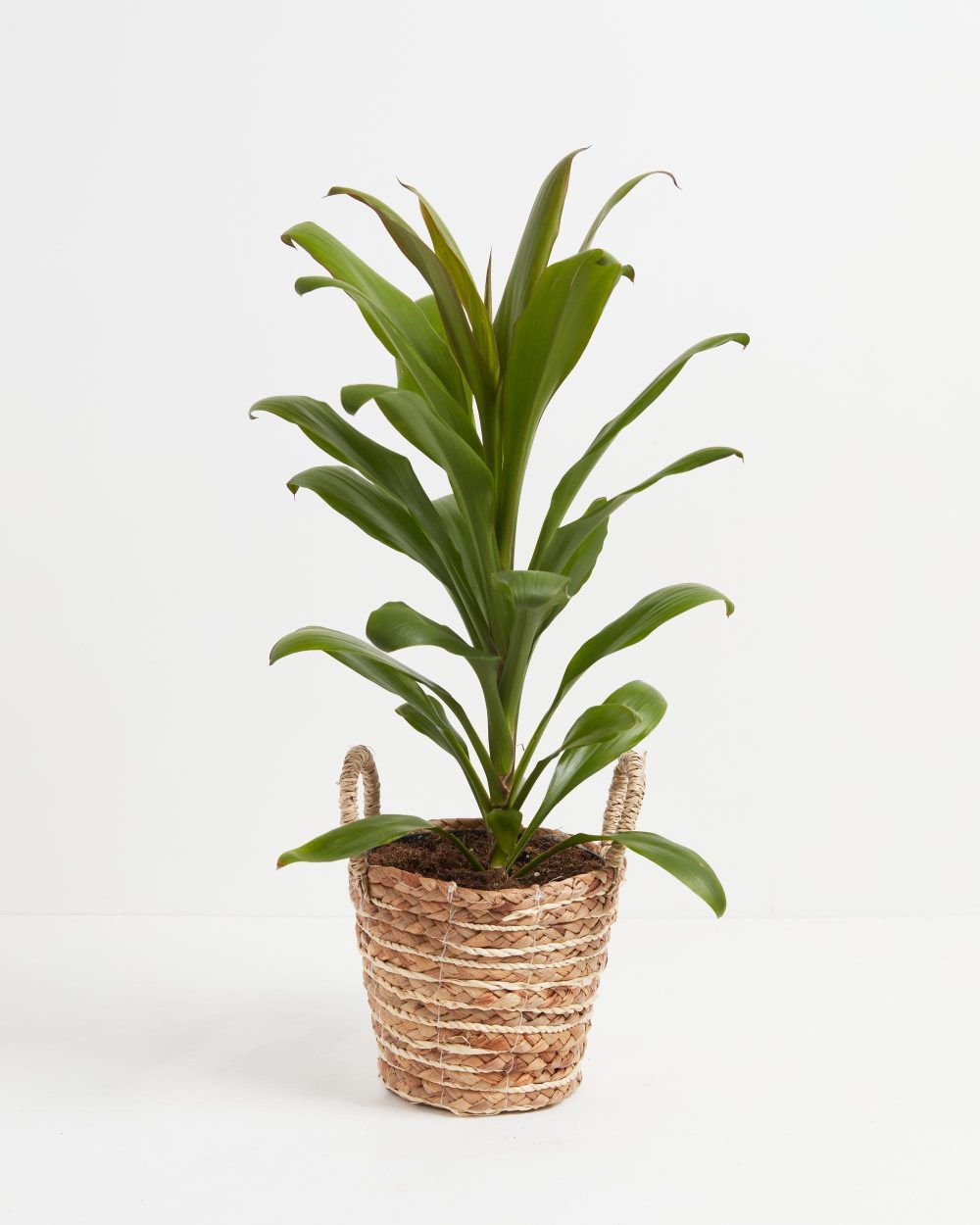 Cordyline fruticosa glauca (Good Luck Plant) - Image 20