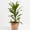 Cordyline fruticosa glauca (Good Luck Plant) - Image 20