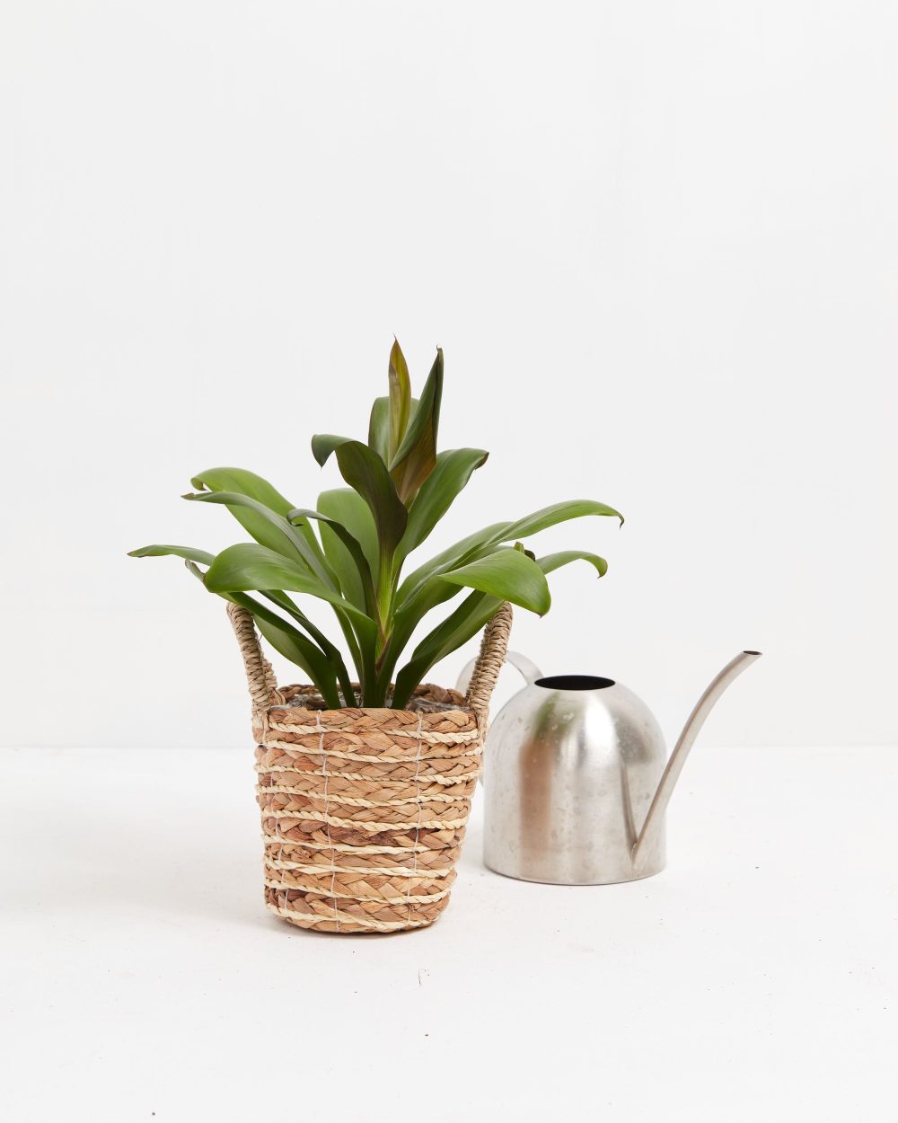 Cordyline fruticosa glauca (Good Luck Plant) - Image 19