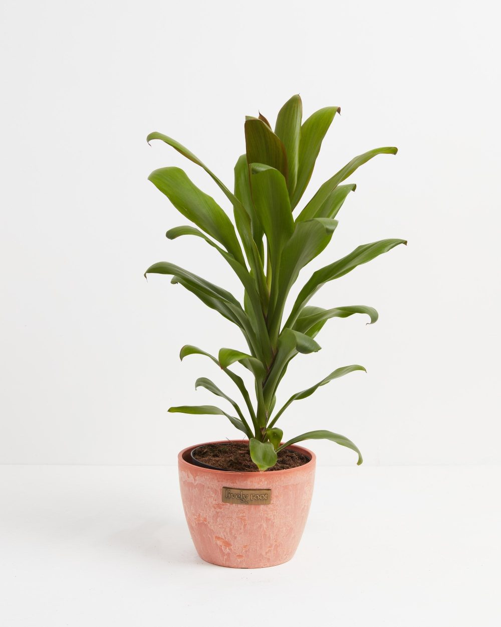 Cordyline fruticosa glauca (Good Luck Plant) - Image 17