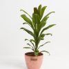Cordyline fruticosa glauca (Good Luck Plant) - Image 17