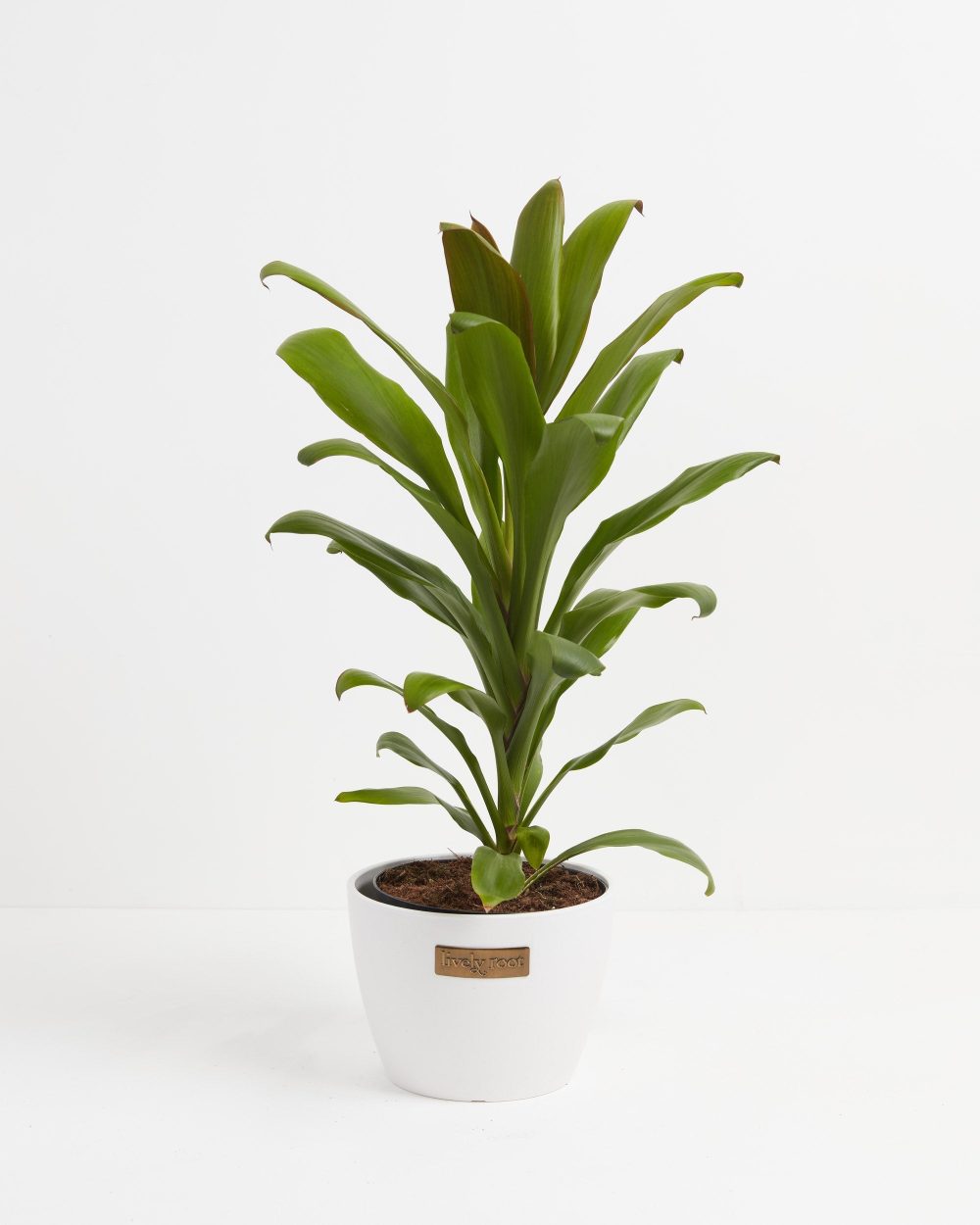 Cordyline fruticosa glauca (Good Luck Plant) - Image 15