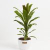 Cordyline fruticosa glauca (Good Luck Plant) - Image 15