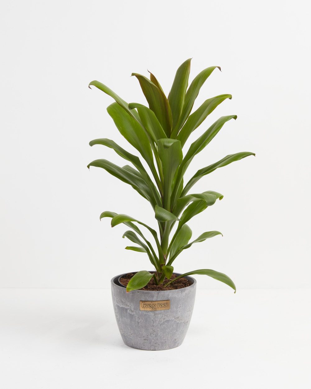 Cordyline fruticosa glauca (Good Luck Plant) - Image 16