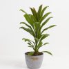 Cordyline fruticosa glauca (Good Luck Plant) - Image 16