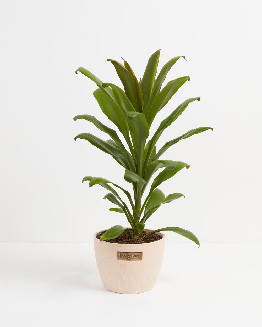 Cordyline fruticosa glauca (Good Luck Plant) - Image 18