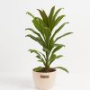 Cordyline fruticosa glauca (Good Luck Plant) - Image 18