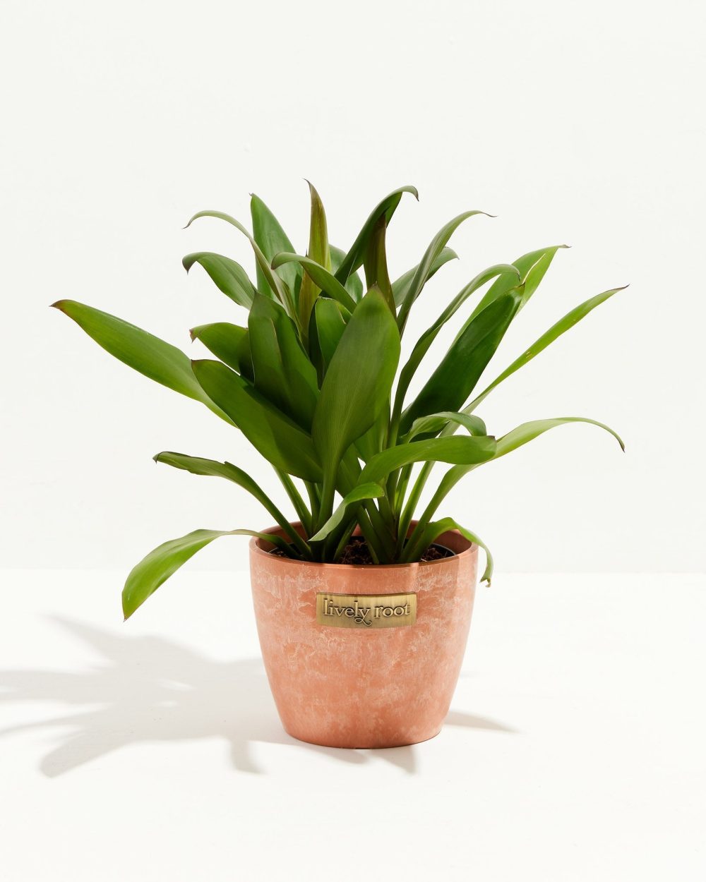 Cordyline fruticosa glauca (Good Luck Plant) - Image 13