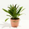 Cordyline fruticosa glauca (Good Luck Plant) - Image 13
