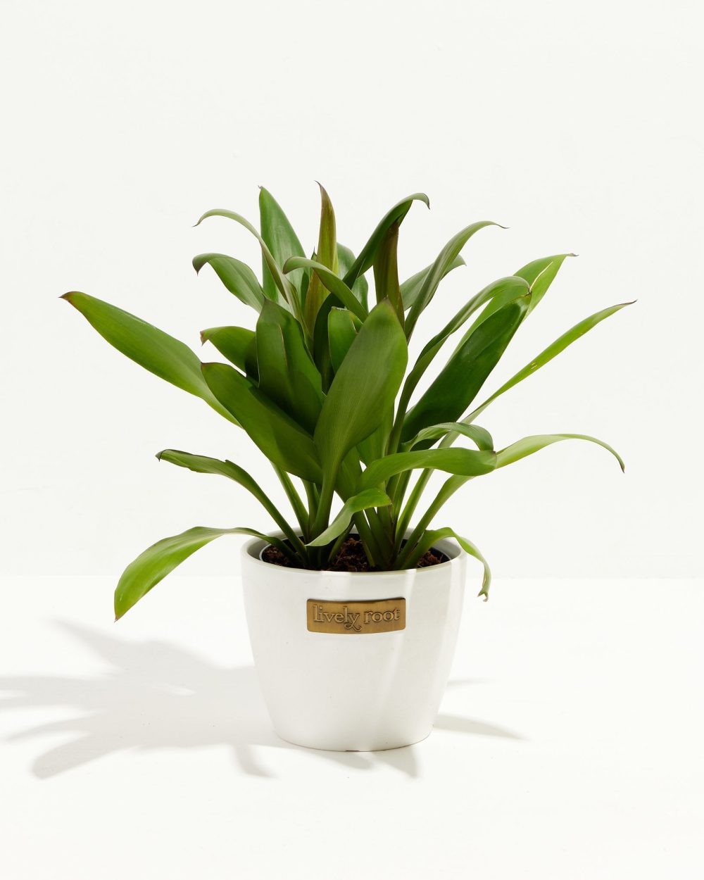 Cordyline fruticosa glauca (Good Luck Plant) - Image 11