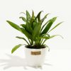 Cordyline fruticosa glauca (Good Luck Plant) - Image 11