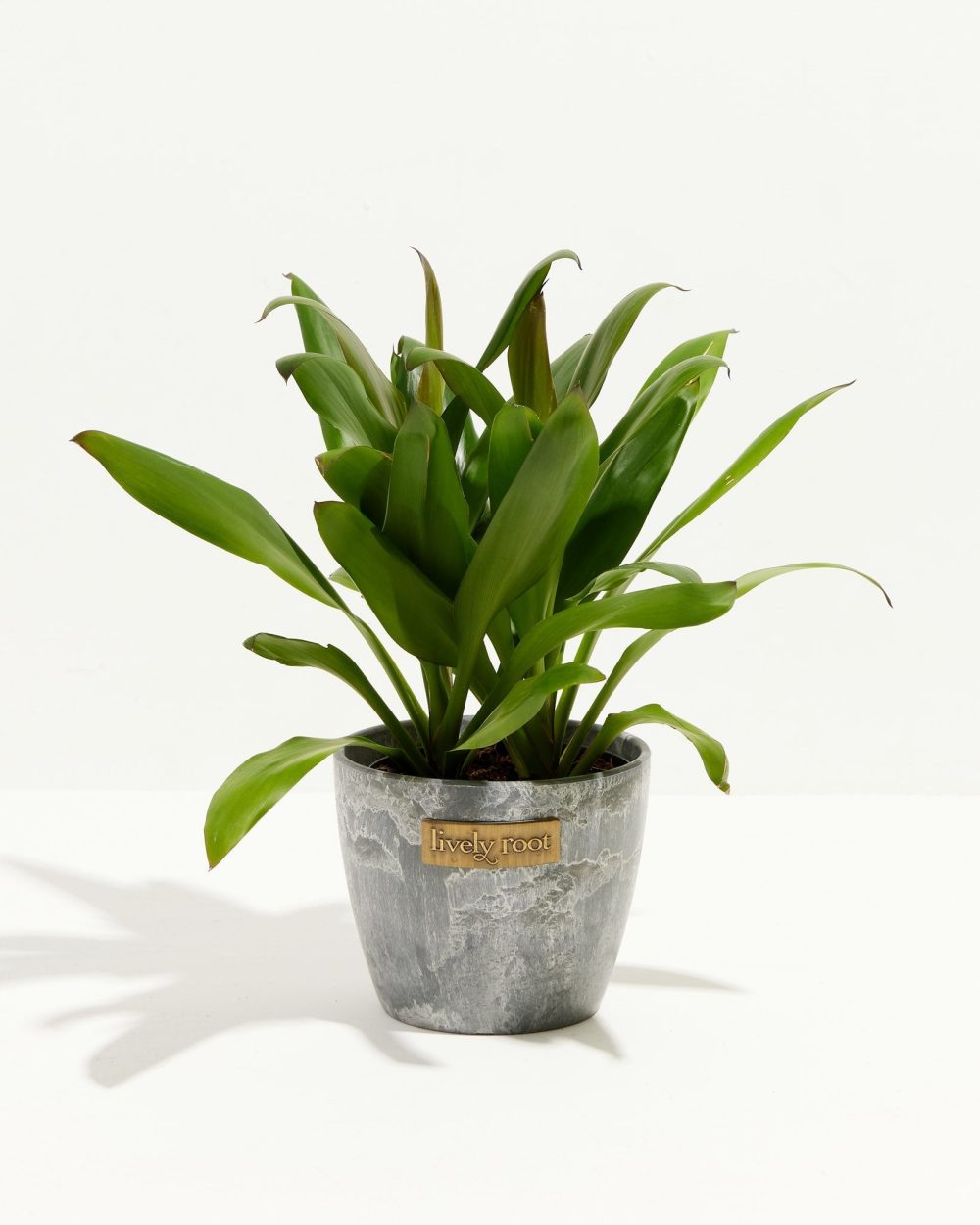 Cordyline fruticosa glauca (Good Luck Plant) - Image 12