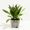 Cordyline fruticosa glauca (Good Luck Plant) - Image 12