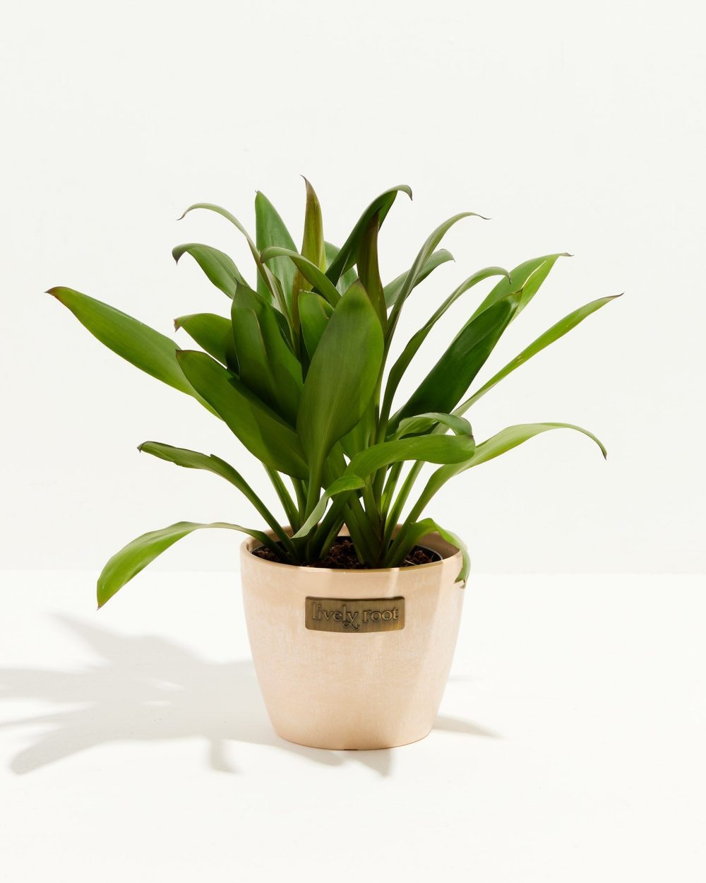 Cordyline fruticosa glauca (Good Luck Plant) - Image 14