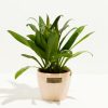 Cordyline fruticosa glauca (Good Luck Plant) - Image 14