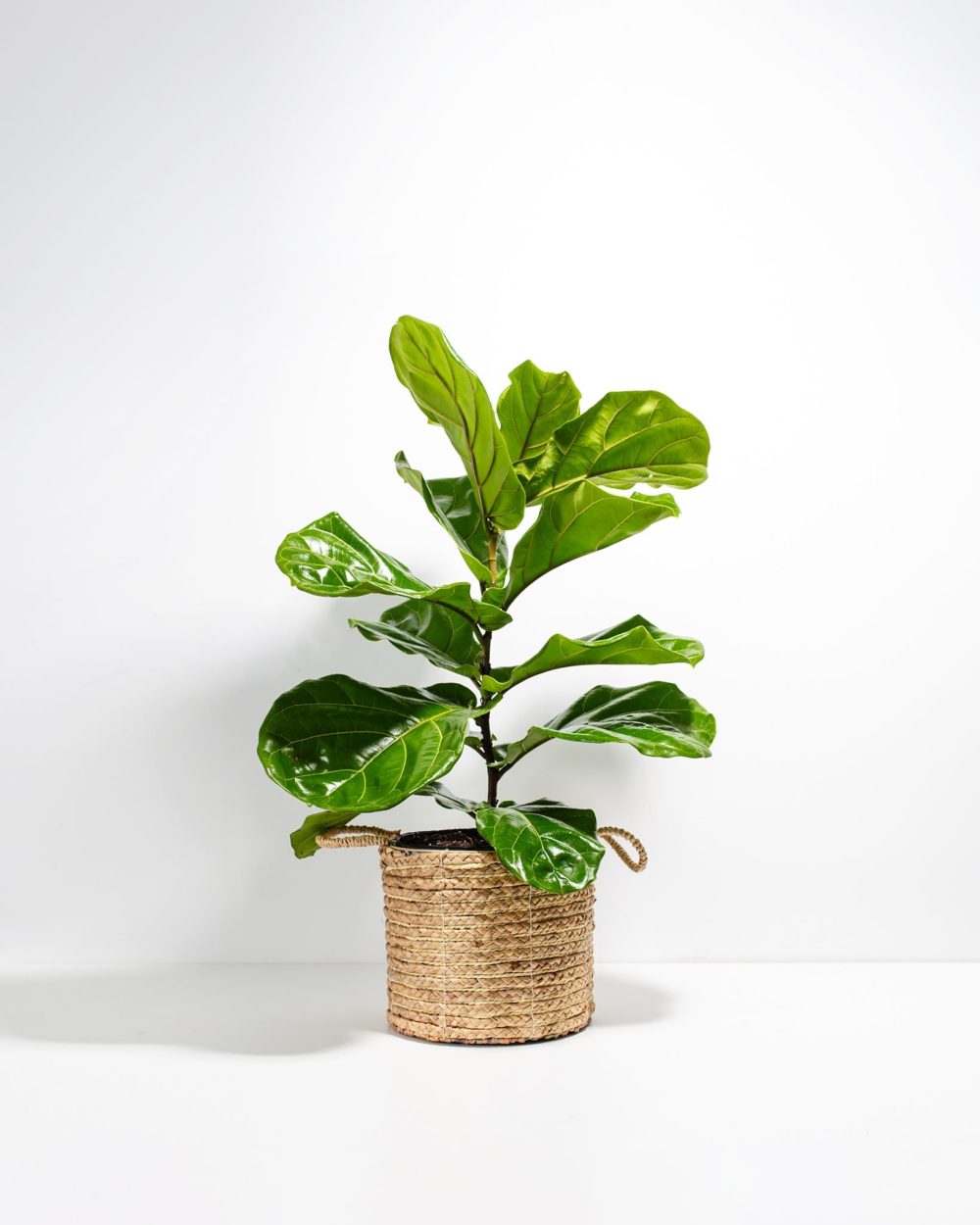 Fiddle Leaf Fig Tree (Ficus Lyrata) - Image 18