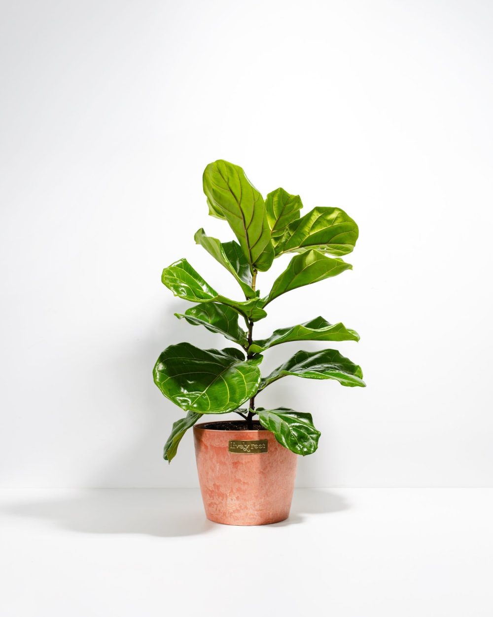 Fiddle Leaf Fig Tree (Ficus Lyrata) - Image 14