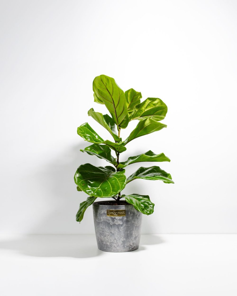 Fiddle Leaf Fig Tree (Ficus Lyrata) - Image 13