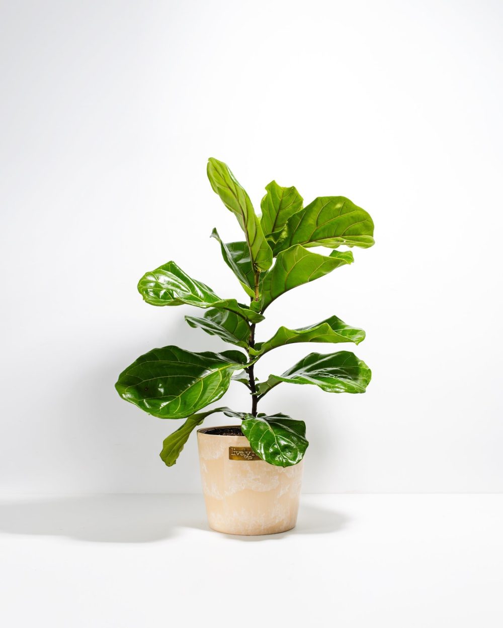 Fiddle Leaf Fig Tree (Ficus Lyrata) - Image 15