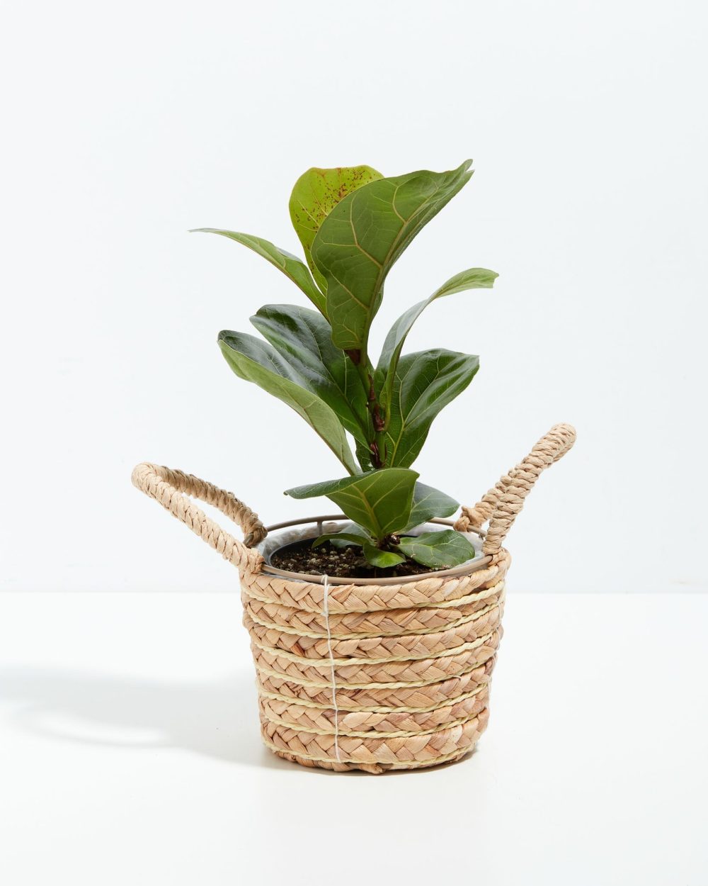 Fiddle Leaf Fig Tree (Ficus Lyrata) - Image 16