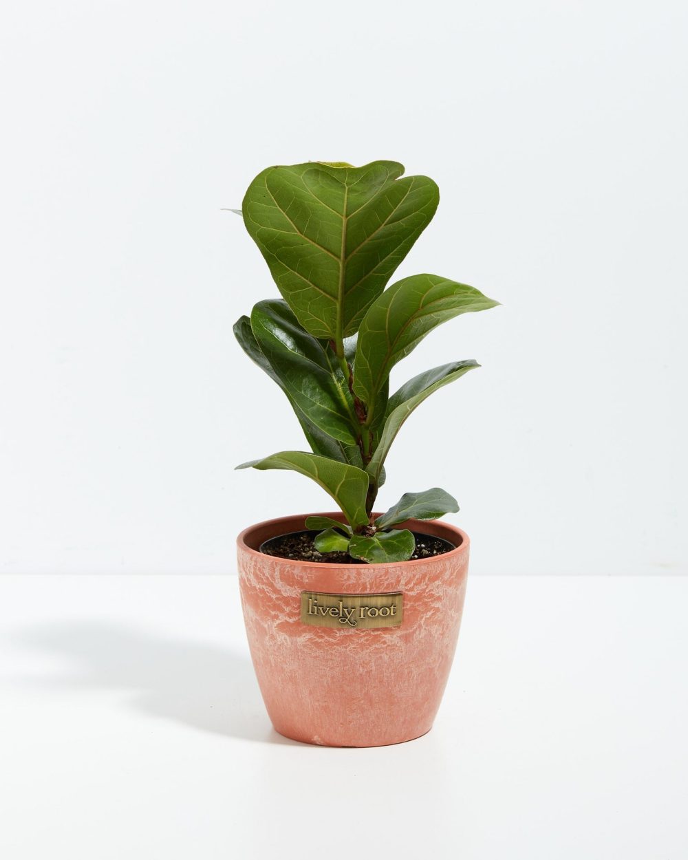 Fiddle Leaf Fig Tree (Ficus Lyrata) - Image 9