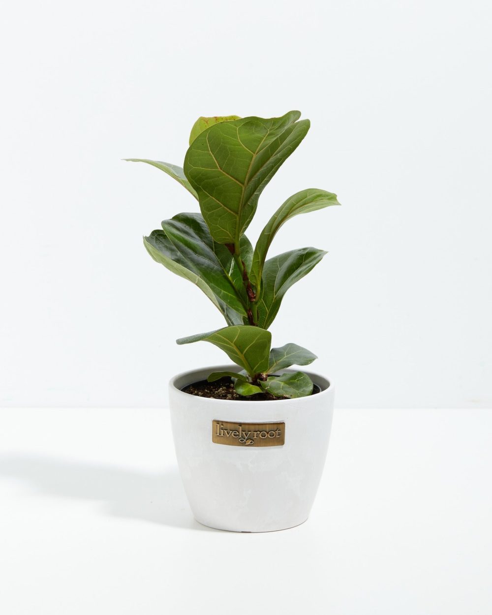 Fiddle Leaf Fig Tree (Ficus Lyrata) - Image 7