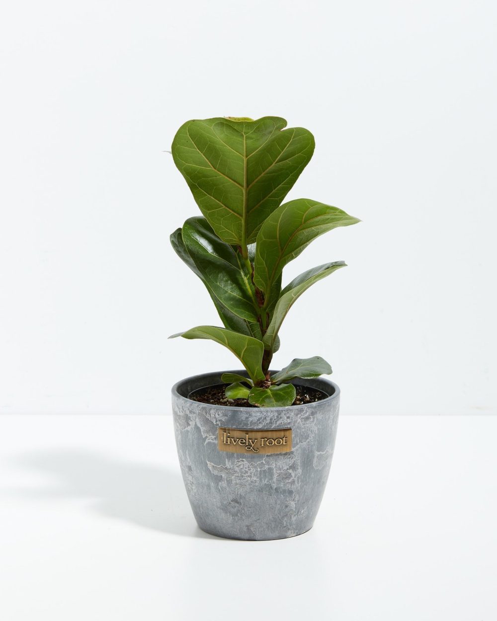 Fiddle Leaf Fig Tree (Ficus Lyrata) - Image 8